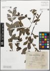 Foto von Salix myrsinifolia Salisb.